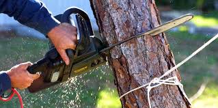 Best Fruit Tree Pruning  in Summerset, SD