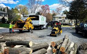 Best Palm Tree Trimming  in Summerset, SD