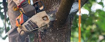 Best Tree Disease Treatment  in Summerset, SD