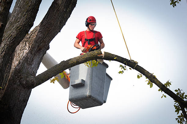 Best Hazardous Tree Removal  in Summerset, SD